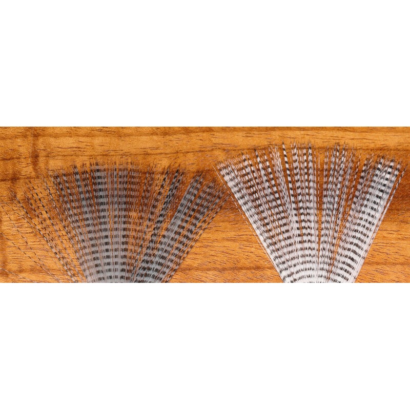 Barred Mayfly Tails