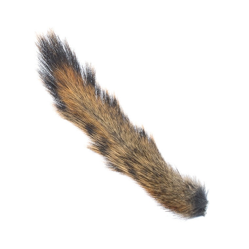 Squirrel Tail