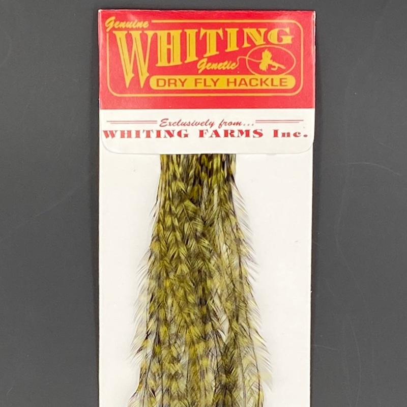 Whiting 100 Pack Dry Fly Hackle  - Grizzly dyed Dark Olive - 14