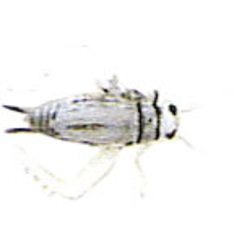 Creme Cricket Small Grey 2ct