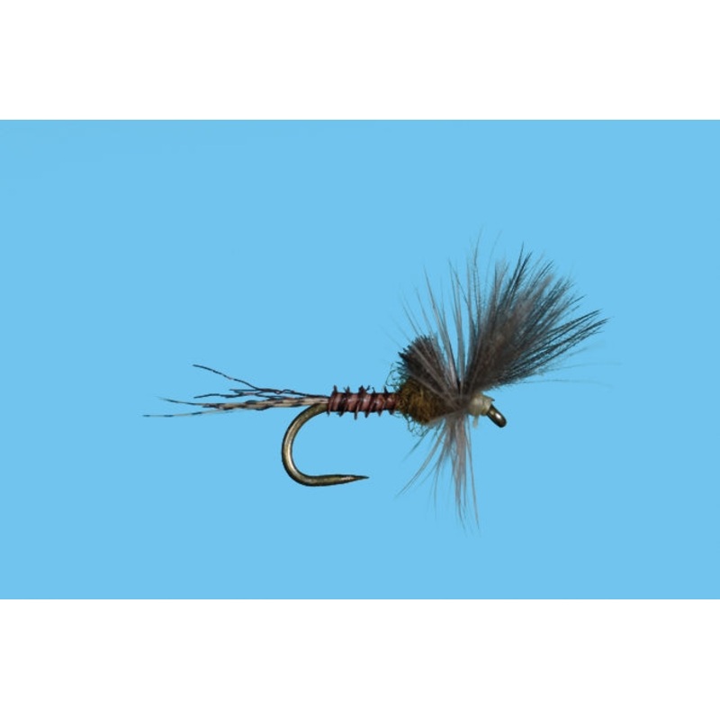 Harrop's Last Chance Cripple - BWO