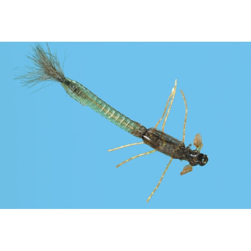 Ultra Damsel Nymph - Olive