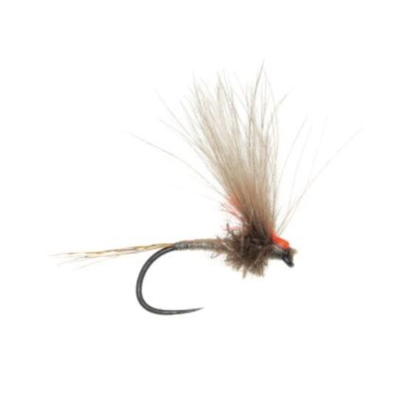 Antonio's Adult PMD