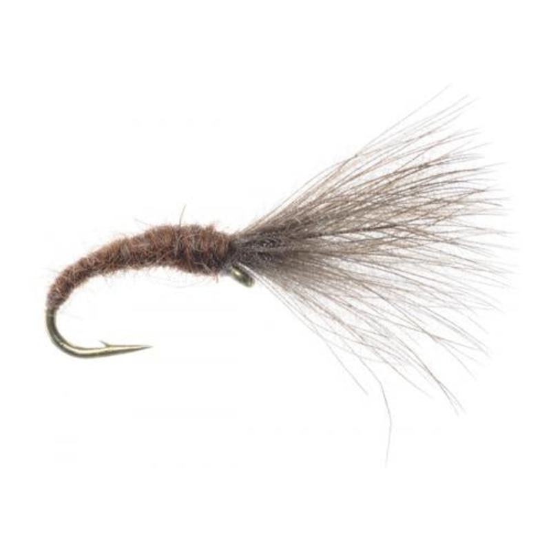 Craven's Mole Fly - Brown
