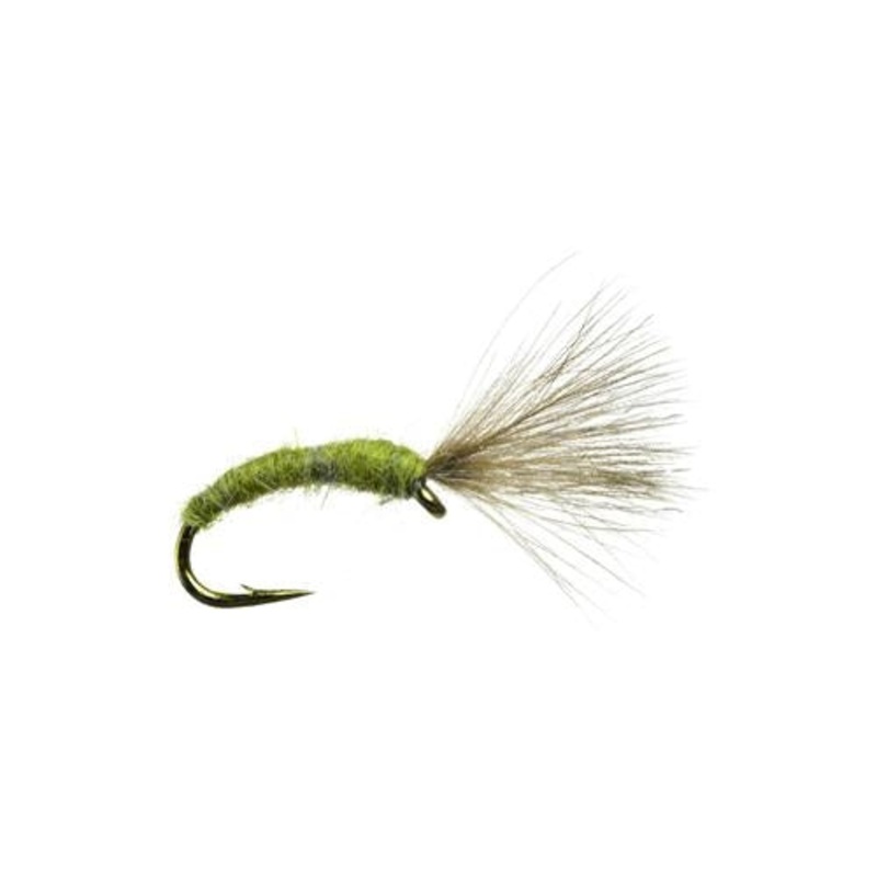 Craven's Mole Fly - Olive