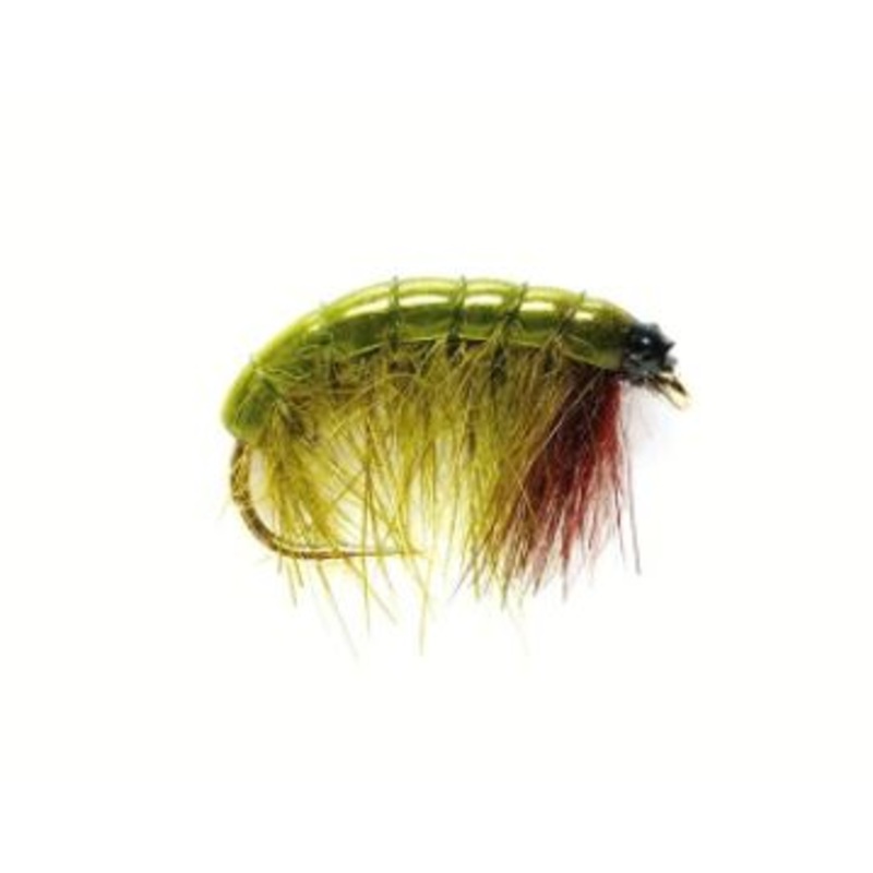 Olive Bug
