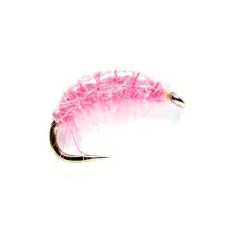 Pink Shrimp