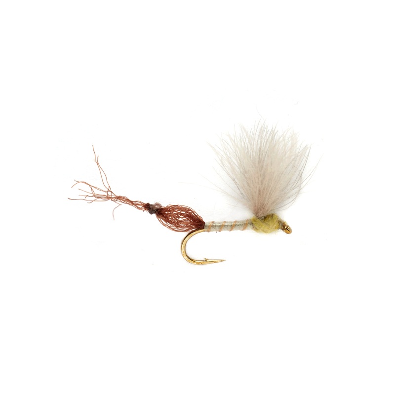 Burkus' Riffle Robber - Primerose