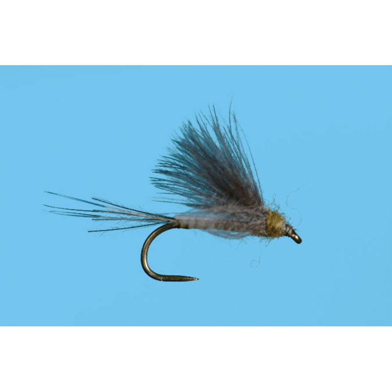 Harrop's CDC Biot Dun - Flavilinea