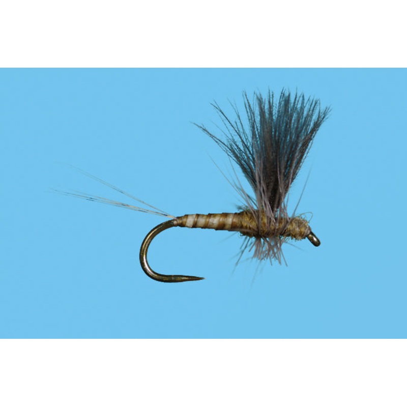 Harrop's CDC Thorax - Flavilinea