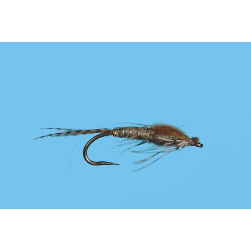 Harrop's Mayfly Nymph - Callibaetis