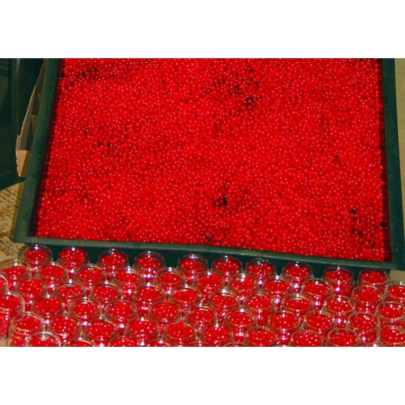 D &G Bait Guides Choice Shur Cure Salmon Eggs
