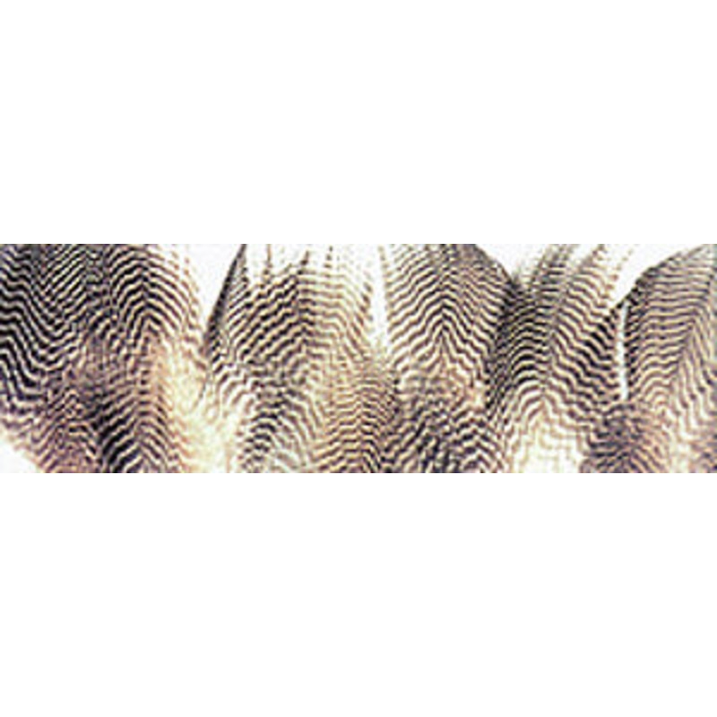 Gadwall Barred Flank