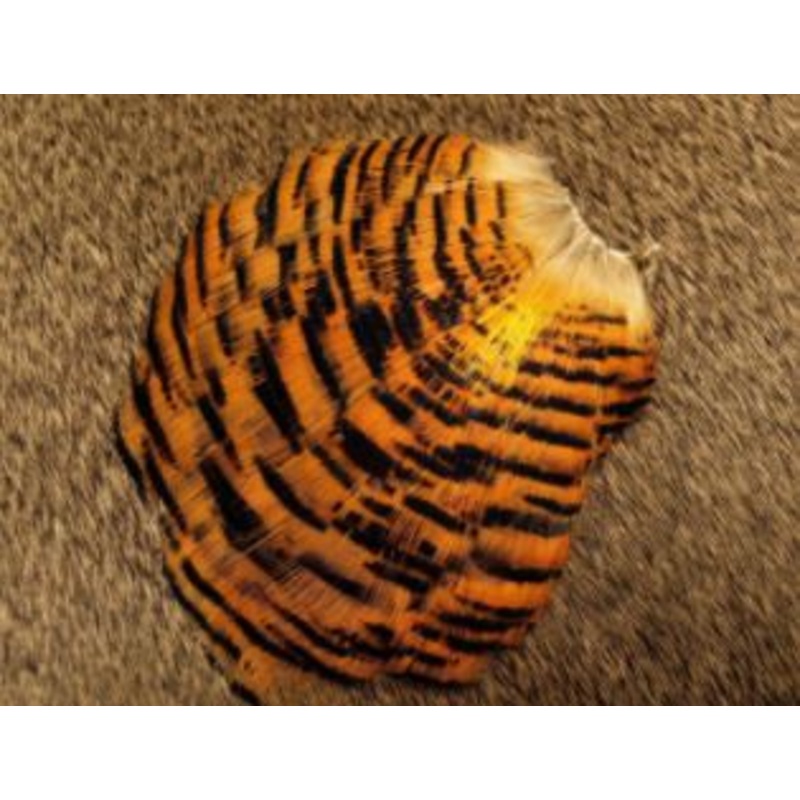 Golden Pheasant Tippet - Full Section