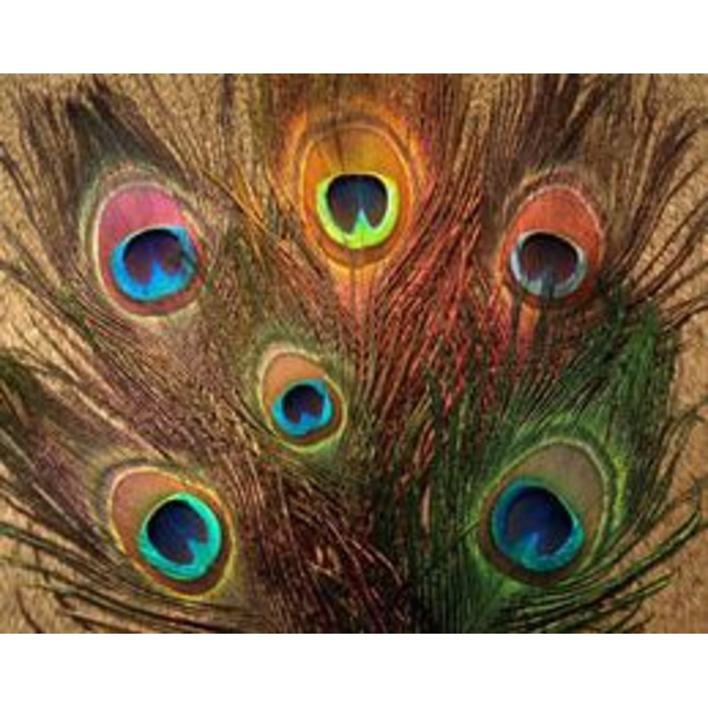 Nature's Spirit Peacock Eye Sticks